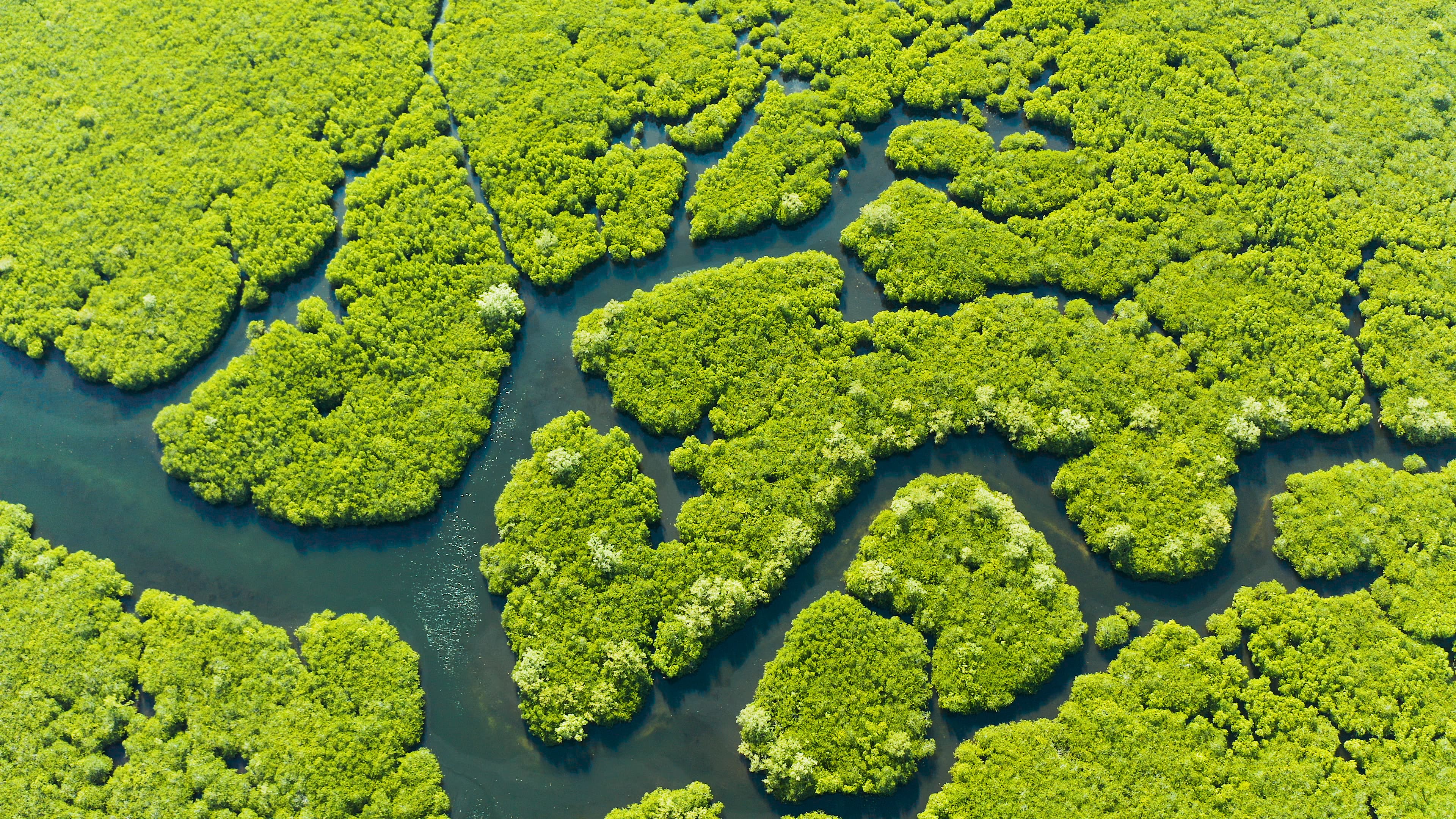 Mangrove Forest сверху