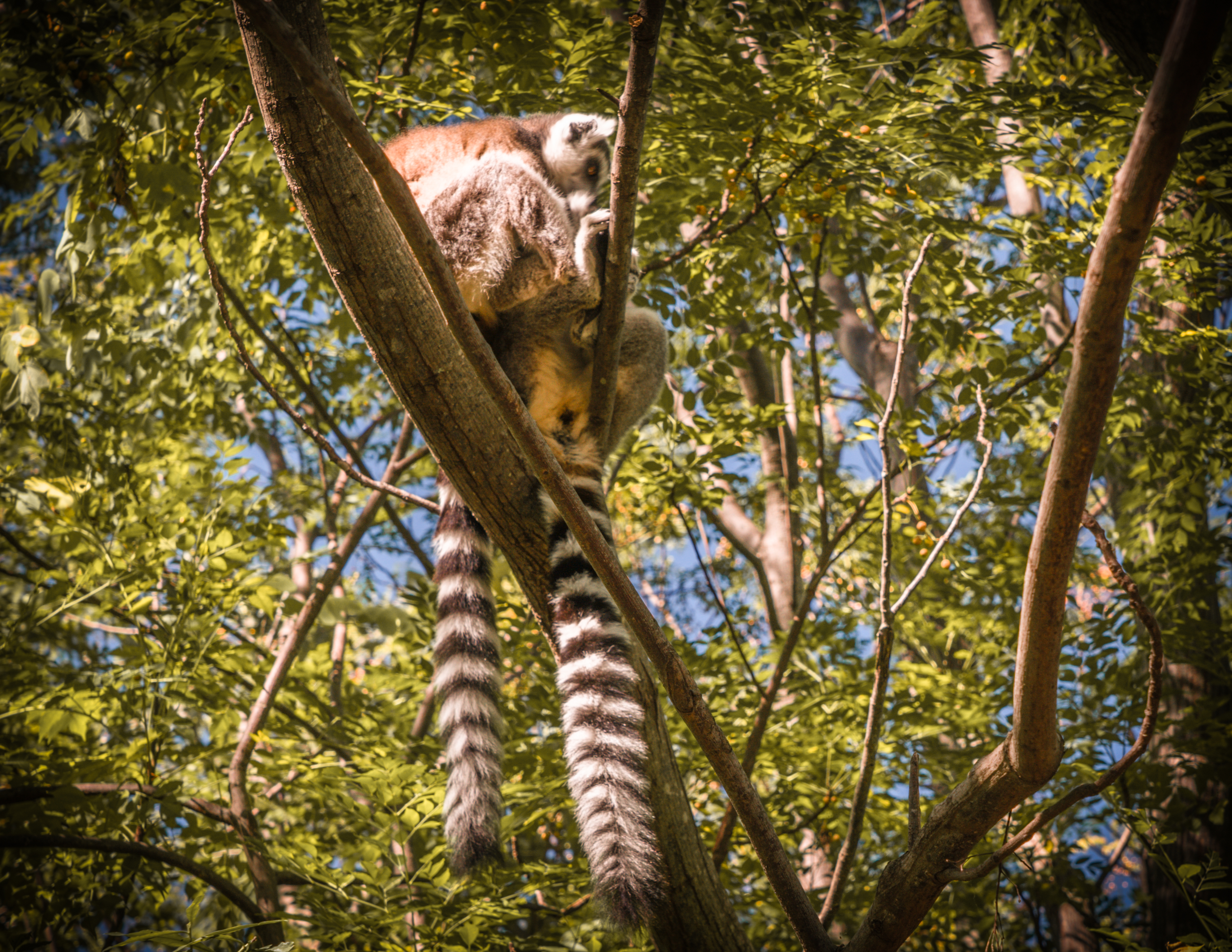 Biodiversity Loss