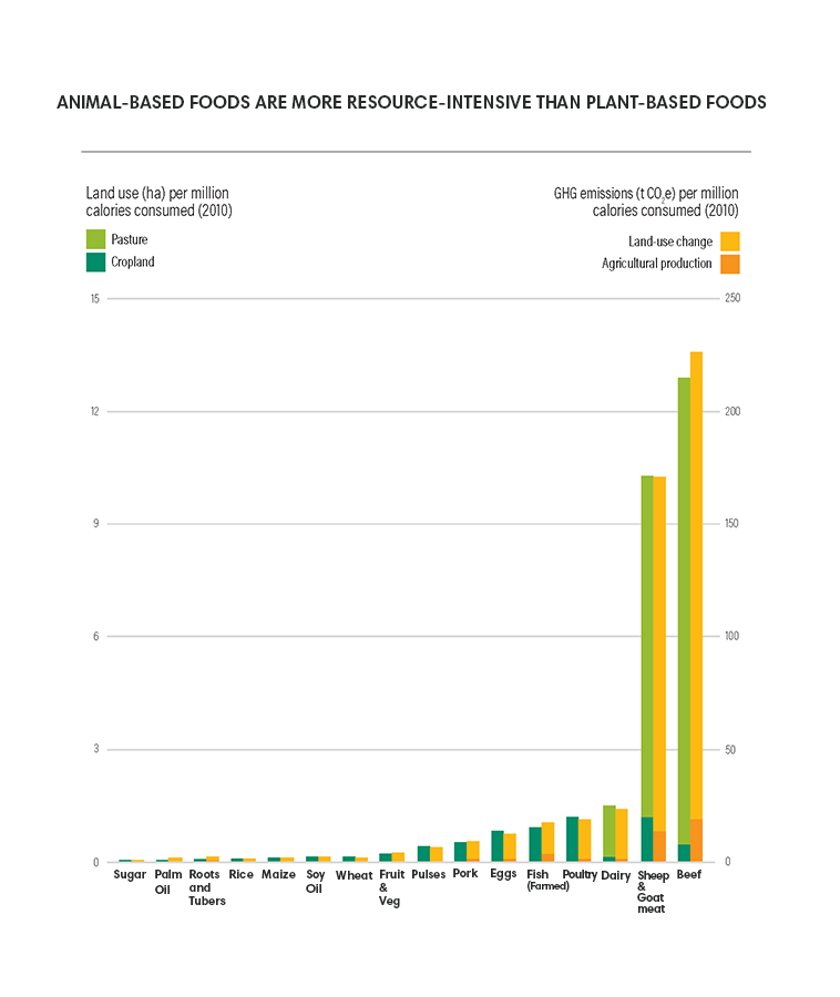 Animal Based Foods Graph Copy
