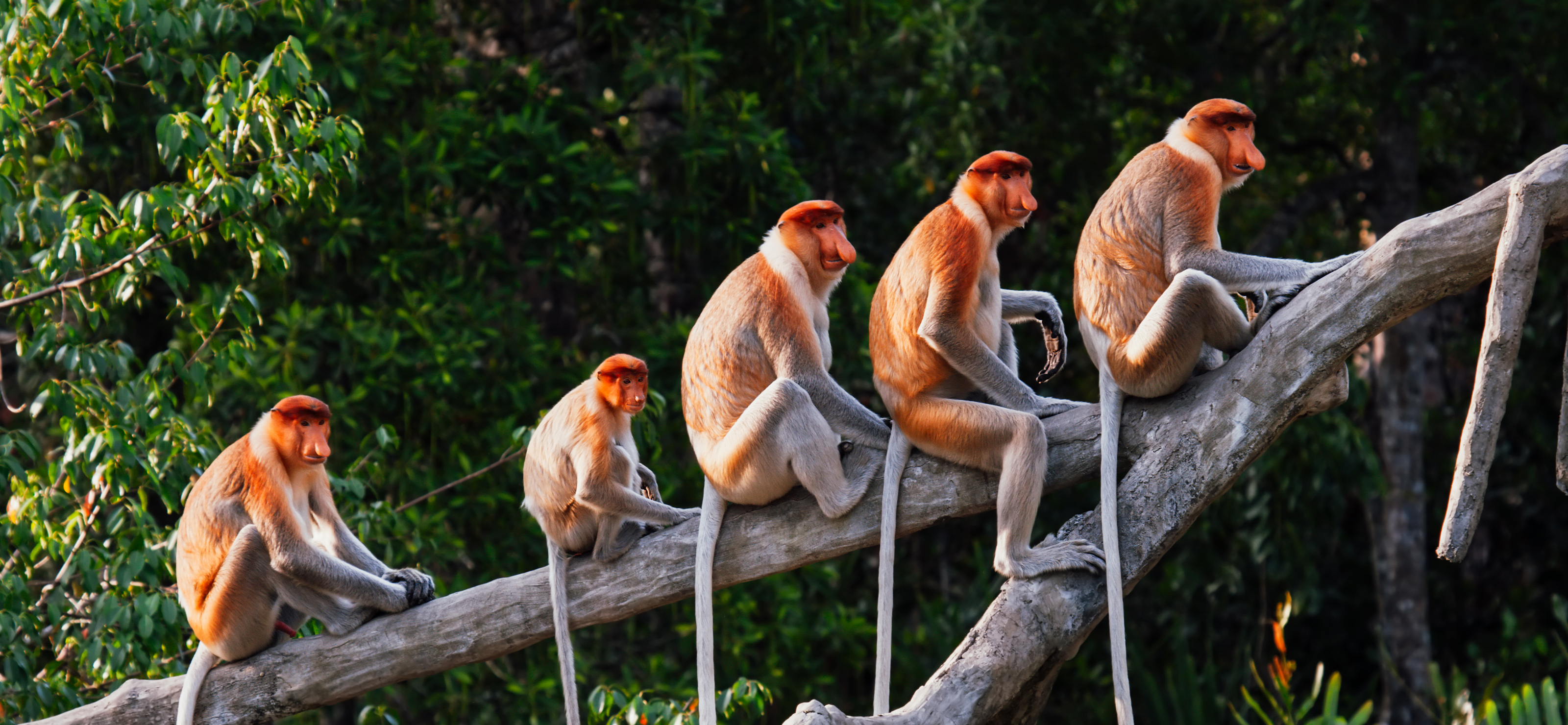 Community Banner Desktop