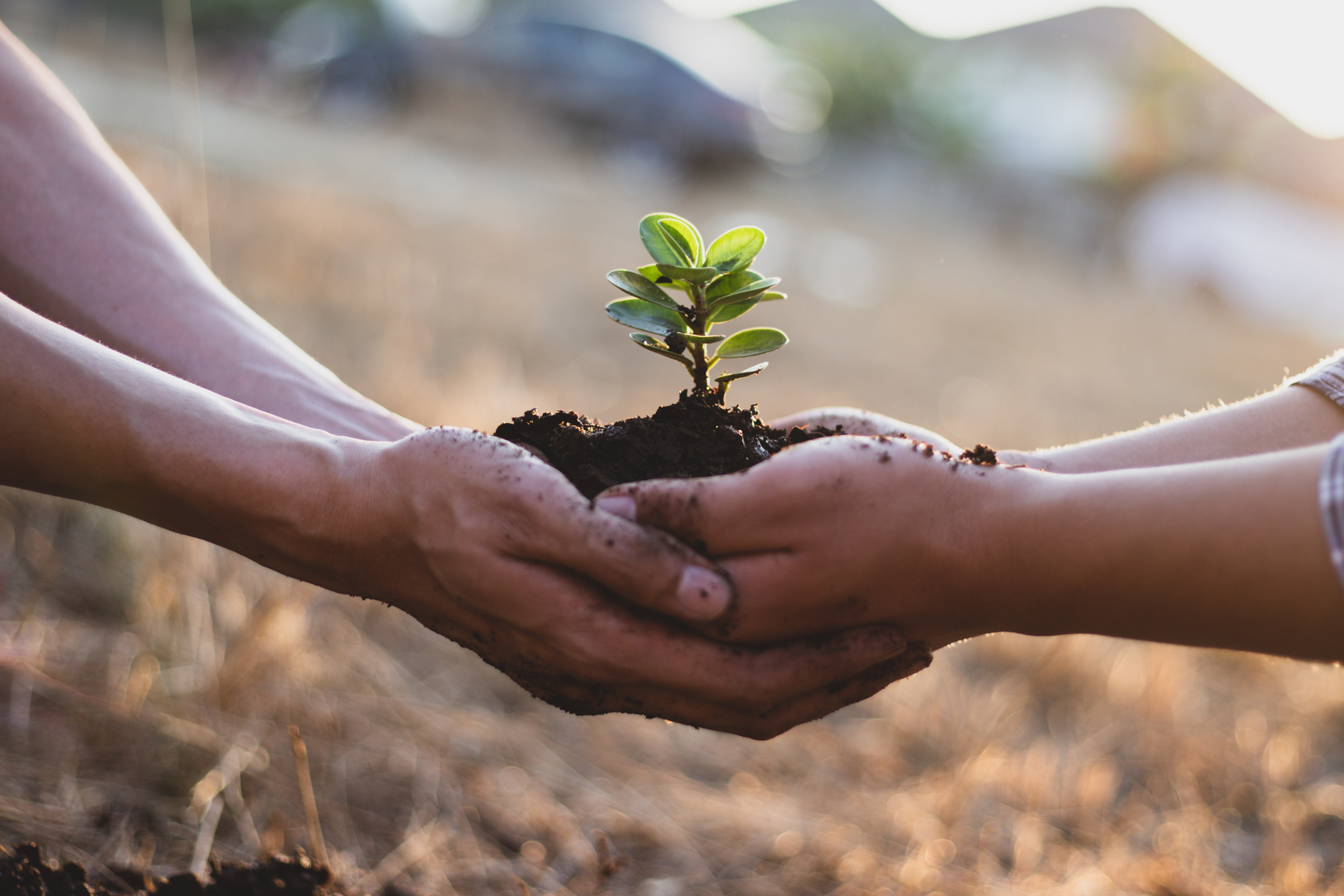 Shop Category - Trees (new)